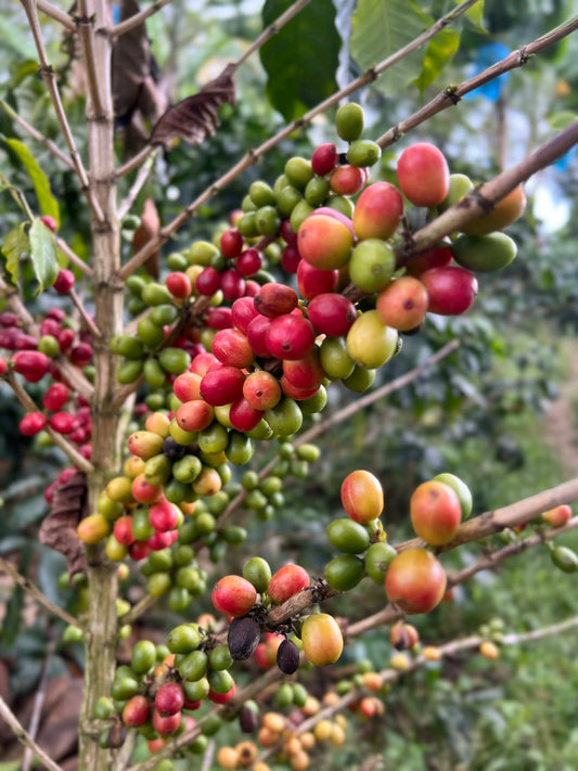 Colombia Mandela Natural Anaerobic - La Esperanza - Microlot